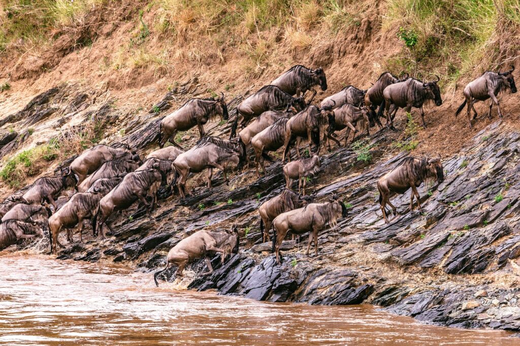Maasai Mara National Park