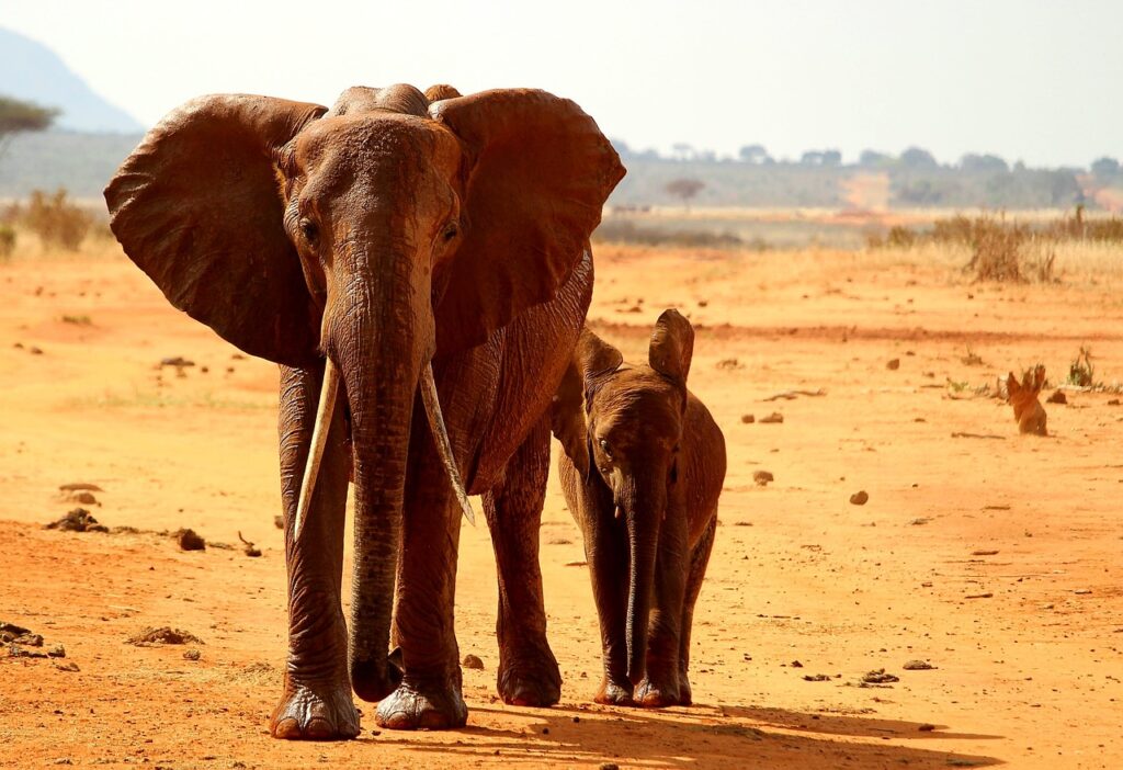 Discover Tsavo National Park