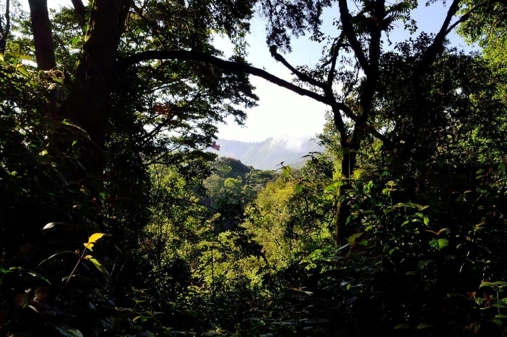 Bwindi Impenetrable National Park