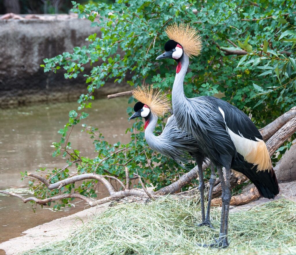 Kibale National Park